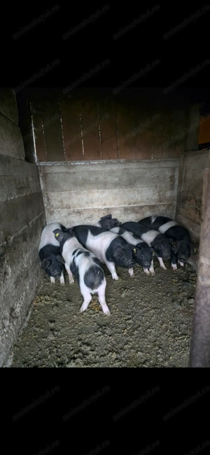 Purcei bazna 11 si 12 saptamani - imagine 2