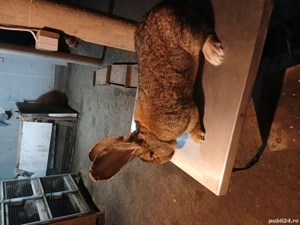 mascul uriaș german 1,7 luni disponibil  - imagine 5