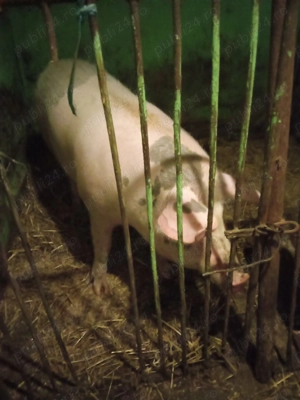 Vând porc de 120-130kg