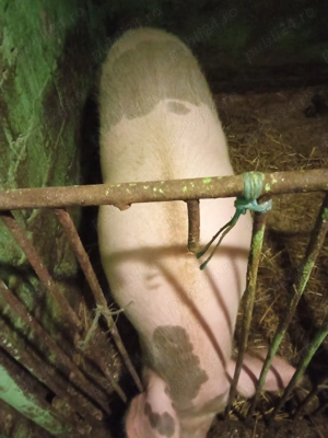 Vând porc de 120-130kg