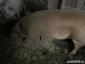 porc de vanzare 