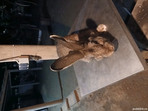 mascul uriaș german 8 luni disponibil! - imagine 3