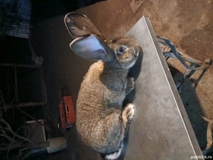 mascul uriaș german 8 luni disponibil! - imagine 2