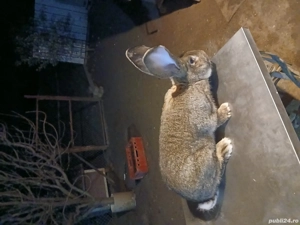 mascul uriaș german 8 luni disponibil! - imagine 4