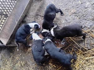 cäței de vnzare  - imagine 2