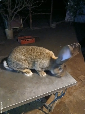 mascul uriaș german 8 luni disponibil! - imagine 5