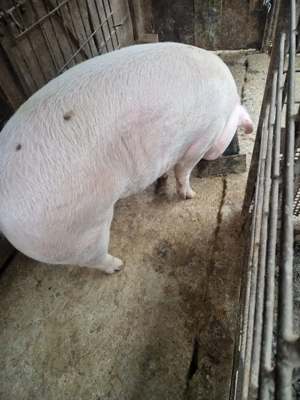 Vând porc de casă 160kg - imagine 5