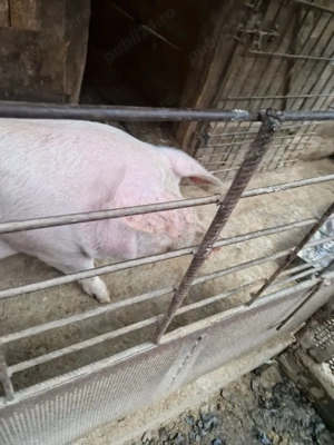 Vând porc de casă 160kg - imagine 2