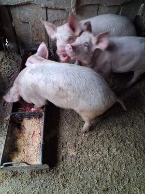 Porci de vanzare - imagine 2