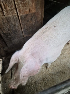 Vând porc de casă 160kg - imagine 4