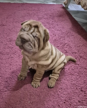 shar pei drăgălași  - imagine 2