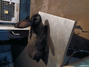 femelă uriaș german grifier disponibila - imagine 2