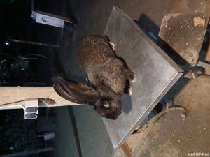 femelă uriaș german grifier disponibila