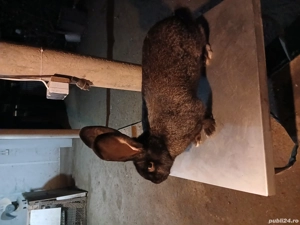 femelă uriaș german grifier disponibila - imagine 5