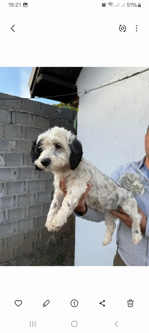 De vinzare bison havanez femelă  - imagine 3