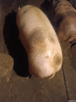 Vând porcii  - imagine 3