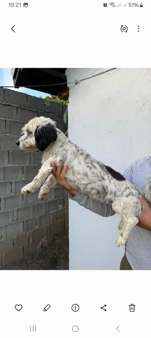 De vinzare bison havanez femelă  - imagine 4