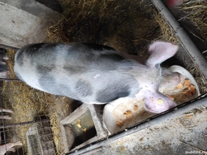 Porci de vânzare  - imagine 3