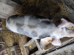 Porci de vânzare  - imagine 2