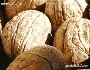 nuci verzi cu miez de nucă verde100% bio