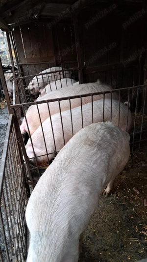 Porci de vânzare  - imagine 3