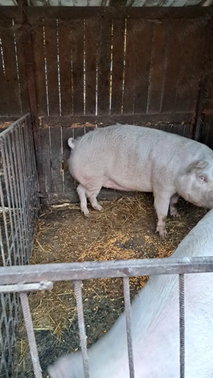 Porci de vânzare  - imagine 4
