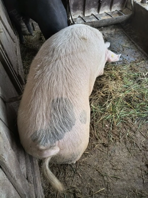 Porc de vânzare  - imagine 2