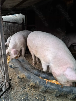 Porci de vânzare  - imagine 5