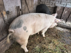Porc de vânzare  - imagine 3
