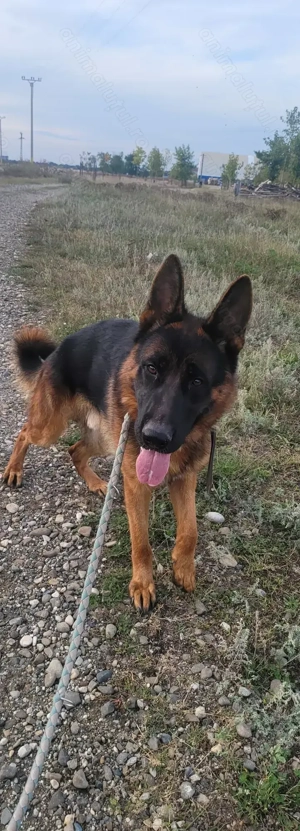 Ciobanesc german cu pedigree(părinți campioni) - imagine 2