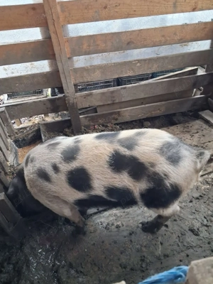 Porci de vanzare - imagine 4