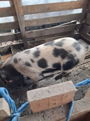 Porci de vanzare - imagine 3