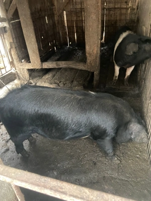 Porci bazna 100% calitate garantata  - imagine 3