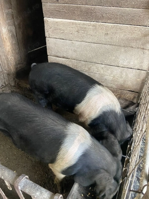 Porci bazna 100% calitate garantata  - imagine 4