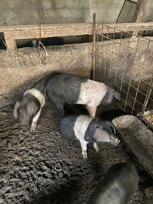 Porci bazna 100% calitate garantata  - imagine 5