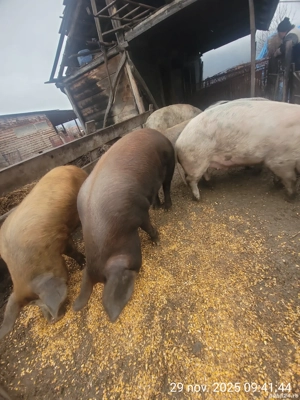 Porci pentru sacrificare  - imagine 4