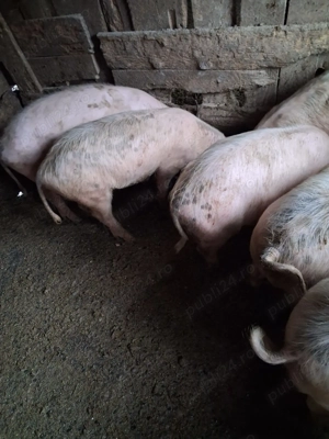 Porci de vanzare - imagine 5