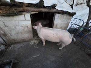 Vând porci din rase foarte bune  - imagine 2