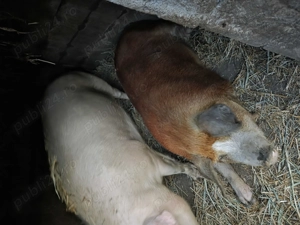 Vând porci din rase foarte bune  - imagine 3