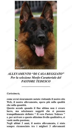 Ciobanesc german cu pedigree(părinți campioni) - imagine 3