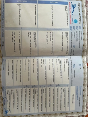 Ciobanesc german cu pedigree(părinți campioni) - imagine 5