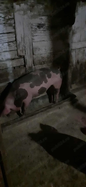 vand porci - imagine 2