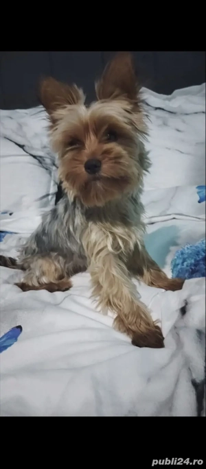 Yorkshire Terrier