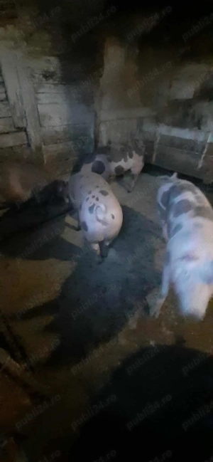 vand porci - imagine 4