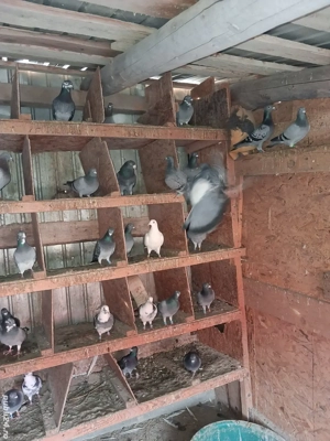 vand porumbei voiajori 