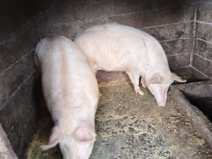 Porci de vânzare 14 Lei între 140-150