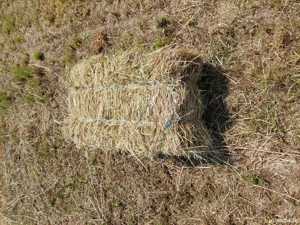 Vând baloți de fân și paie 