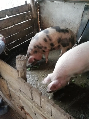 Vând porc aproximativ 130 kg crescut natural,pret 14lei kg.