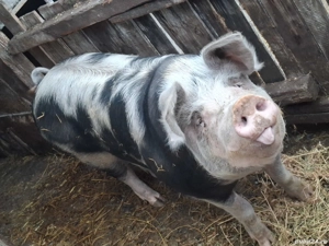 porc pietrain - imagine 2