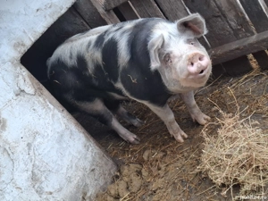 porc pietrain - imagine 3